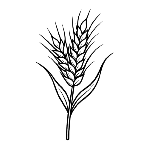 Wheat Vector
